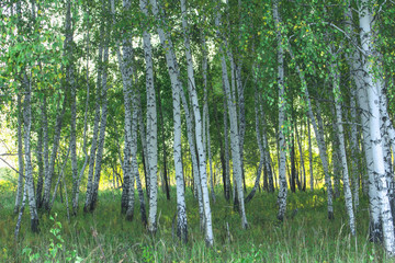 summer Siberian solar forest
