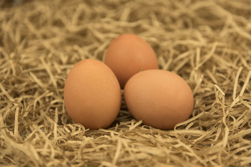 Freshly picked eggs with straw. Fresh eggs on a hay straw grass.