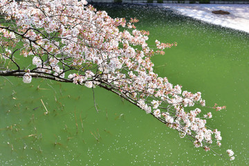 Obraz na płótnie Canvas cherry blossom in Tokyo