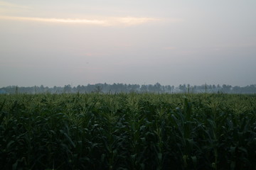 corn fields morning