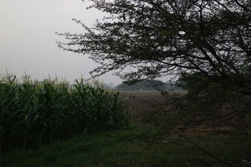 Obraz na płótnie Canvas corn fields morning