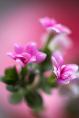 Fototapeta na wymiar Macro flower in closeup, selective focus - kalanhoe.