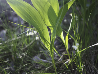 Fototapeta premium lily of the valley
