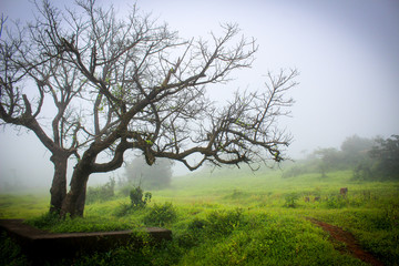 Mysterious landscape .early morning in Amboli valley.