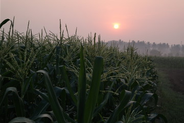 corn fields morning