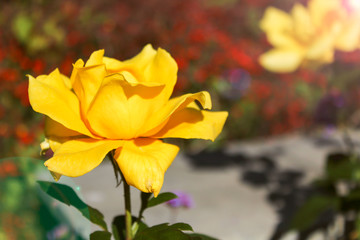 Yellow roses in the garden is ready for Valentine's Day