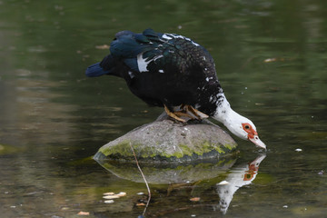Muscovy duck on pond