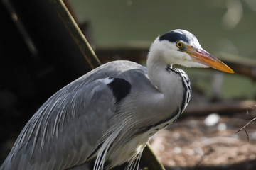 grey heron on pond