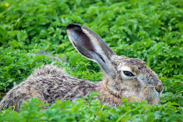 Naklejka na ściany i meble Hare hare in the grass. Wild natural conditions