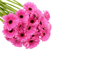 Gerbera is a flower characterized by many corals and most often used by florists in bouquets as a cut flower because it is distinctive and large.
