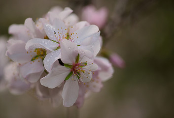 Isolated flowers of almond tree in full splendor with raindrops