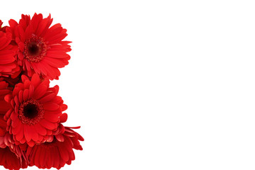 Gerbera is a flower characterized by many corals and most often used by florists in bouquets as a...