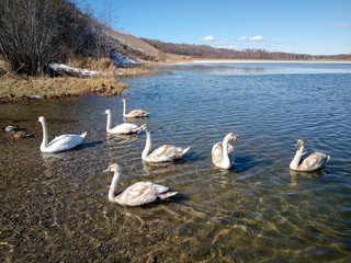 Spring Sunny landscape with swans. Swan close-up on the lake.
