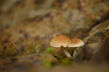 Tiny mushrooms on the wet soil, in foreground and blurred background