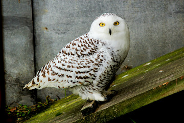 portrait of a beautiful snow owl Bubo scandiacus