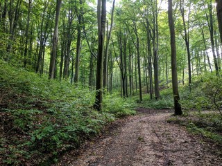 Fototapeta premium Wanderweg