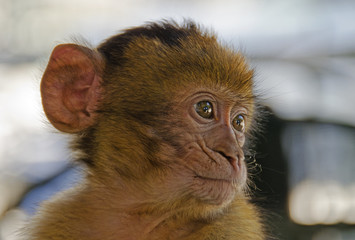 Closeup of a baby monkey.