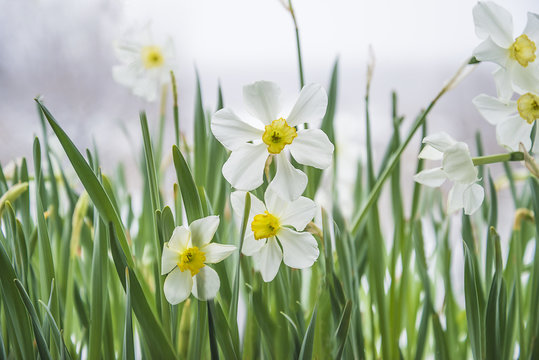 White daffodils blossom