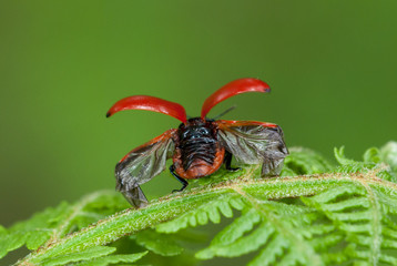 Red poplar leaf beetle (Chrysomela populi) on fern with spread wings