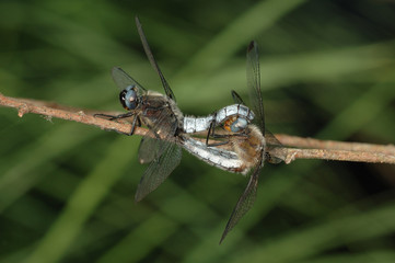 Scarce chaser (Libellula fulva) mating