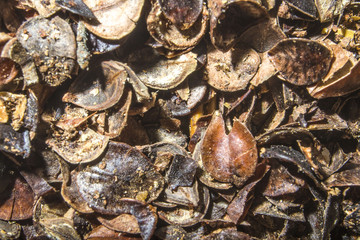 cleaning from buckwheat groats. chaff. macro's Photo
