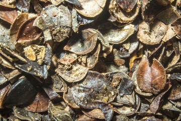 cleaning from buckwheat groats. chaff. macro's Photo