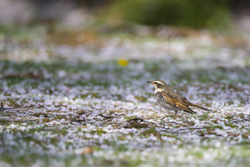 Dusky thrush on the ground where petals of sakura, means cherry tree, lie in spring.

