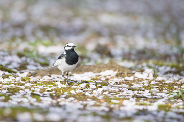 Wagtail on the ground where petals of sakura, means cherry tree, lie in spring.
