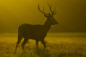 Male stag at sunset