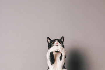 Black and white cat against a seamless grey background jumping and trying to grab something in mid...