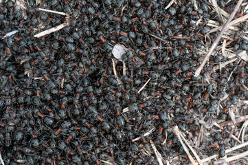 Ant hill with big black ants  close up macro shot on natural light.