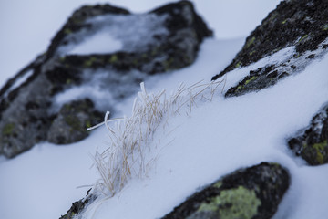 Natura wysokich gór