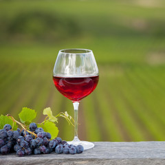 Verre de vin rouge devant les vignes en France