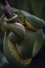 Snake