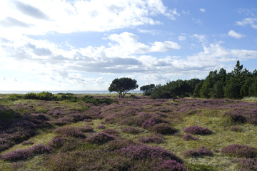 Laesoe / Denmark: View from the moorland in Vesteroe over the Kattegat Sea to the Danish mainland