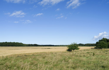 Obraz premium Laesoe / Denmark: Typical rural landscape in Vesteroe Syd