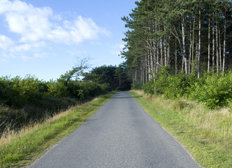Fototapeta na wymiar Laesoe / Denmark: Cyclist-friendly rural road along the edge of the woods