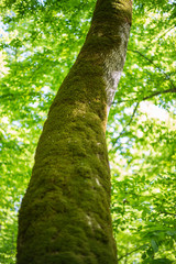 Fototapeta premium Tree trunk covered with moss.