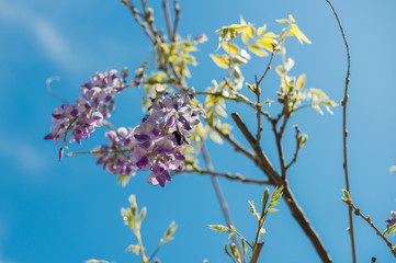 Carpenter bee (Xylocopa Valga) pollinate purple and lavender Wisteria flowers.