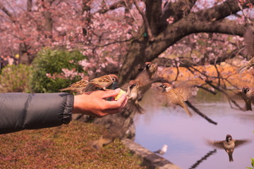 park