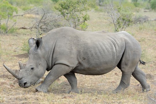 Fototapeta Rino