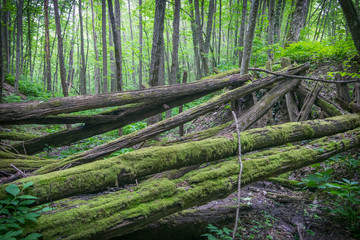 The old ruined bridge of rotting logs in the forest.