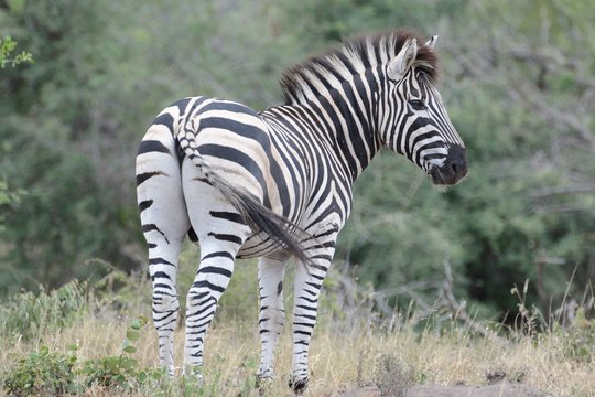 Fototapeta ZebrA