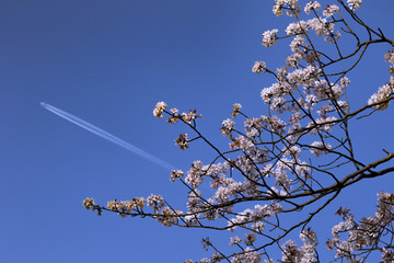飛行機雲と桜