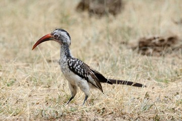 Bird of Africa © Arkadiusz