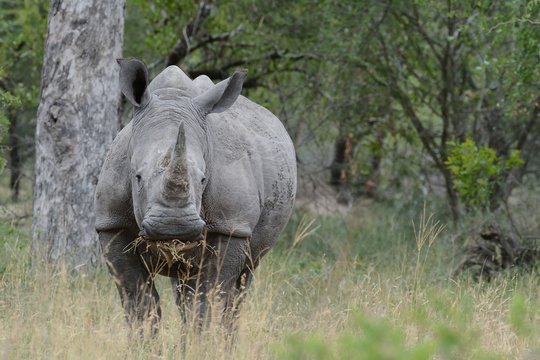 Fototapeta Rino