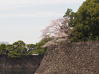 皇居　桜