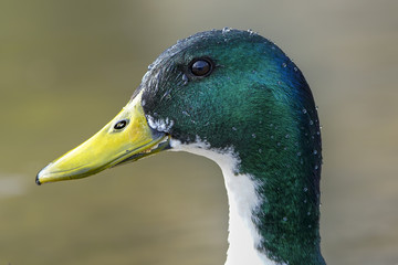 Mallard Duck 