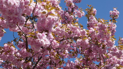 Springtime in Switzerland - Zug cherry tree
