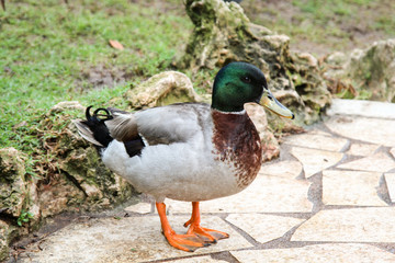 Stockenten, Ente im Park, Natur 